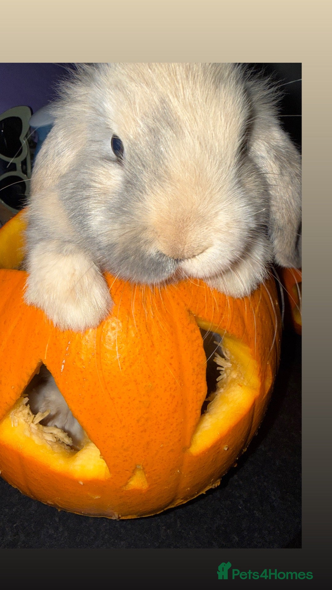 Mini Lop rabbits x2 gorgeous girls left come view us💕💕🐰🐰 - Advert 1