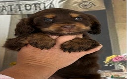 Cocker Spaniel dogs for sale: Kc registered Adorable Show cocker   puppy’s 🐶🐶 - Image 7