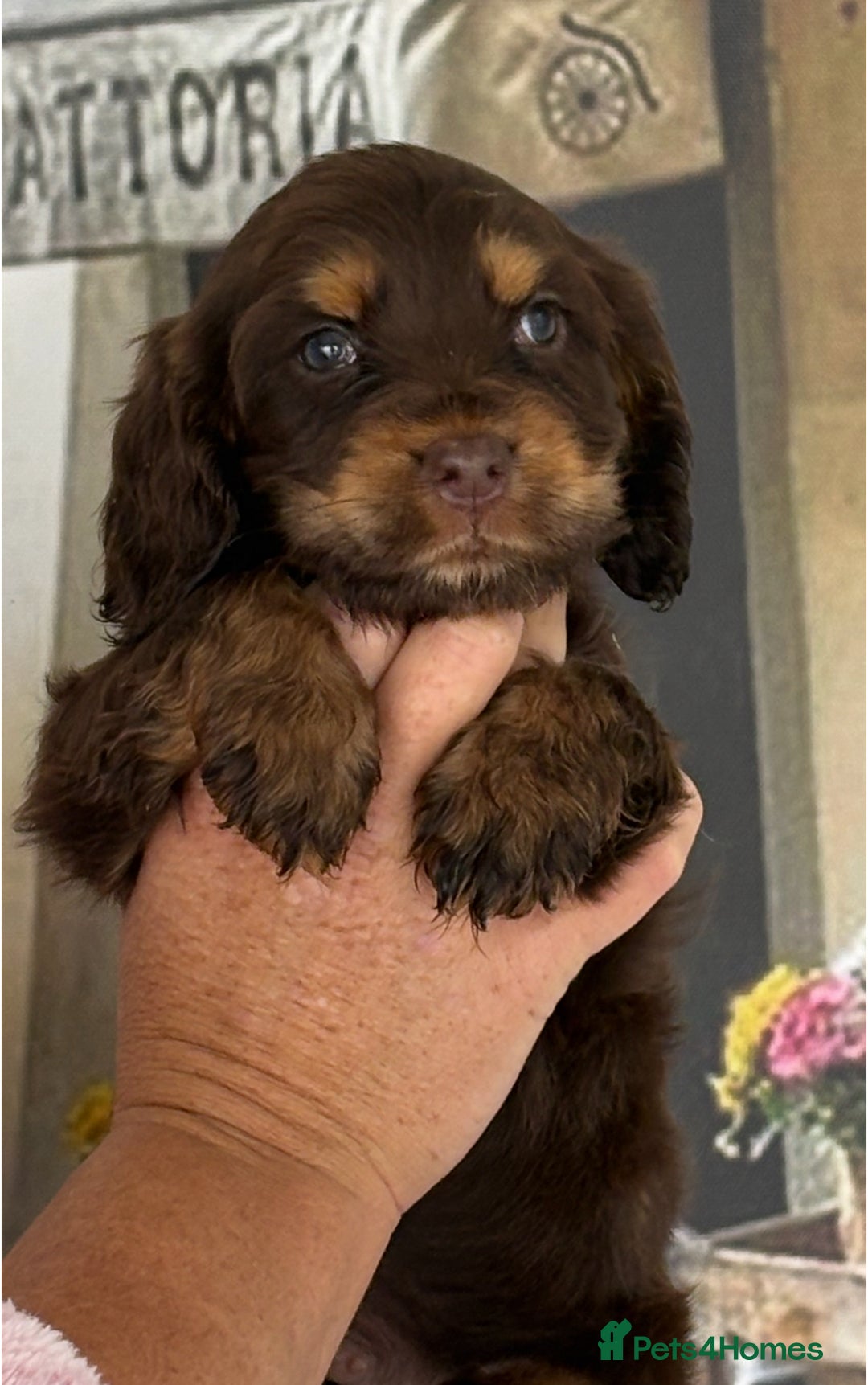 Cocker Spaniel dogs for sale: Kc registered Adorable Show cocker   puppy’s 🐶🐶 - Image 7