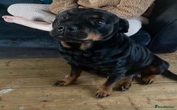 Rottweiler dogs for sale: Rottweiler  - Image 3