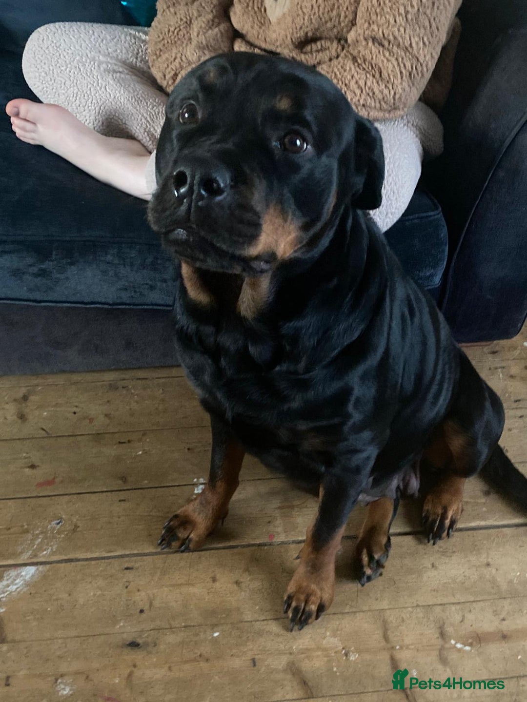 Rottweiler dogs for sale: Rottweiler  - Image 3