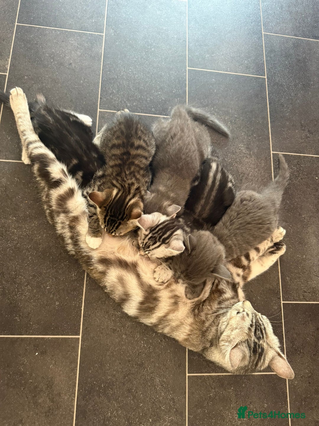 Bengal cats for sale: Bengal Tabby kittens - Image 4