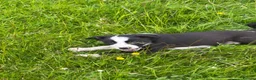 Border Collie dogs for sale: Collie pups wanting there forever home - Advert 4