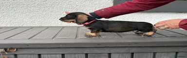 Dachshund Puppy 