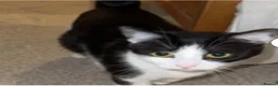 British Shorthair cats for sale: Black kitten with white patches - Advert 1