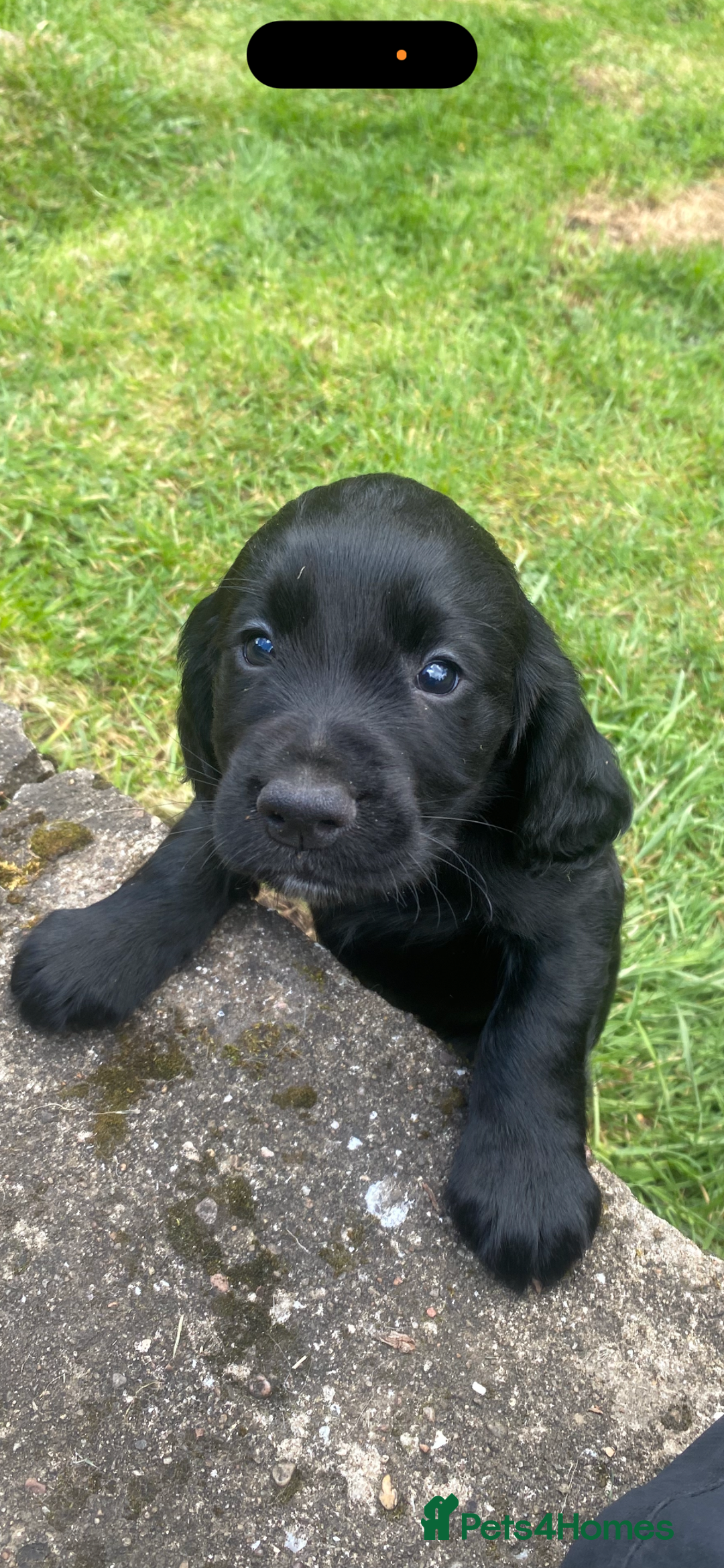 Cocker Spaniel dogs for sale: Kennel club registered cocker puppies - Advert 4