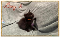 British Shorthair cats for sale: British shorthair kittens - Advert 8