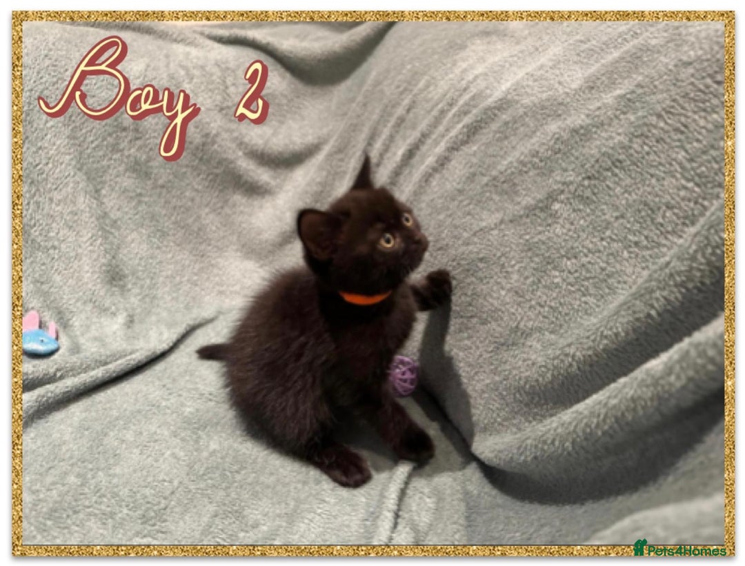 British Shorthair cats for sale: British shorthair kittens - Advert 8