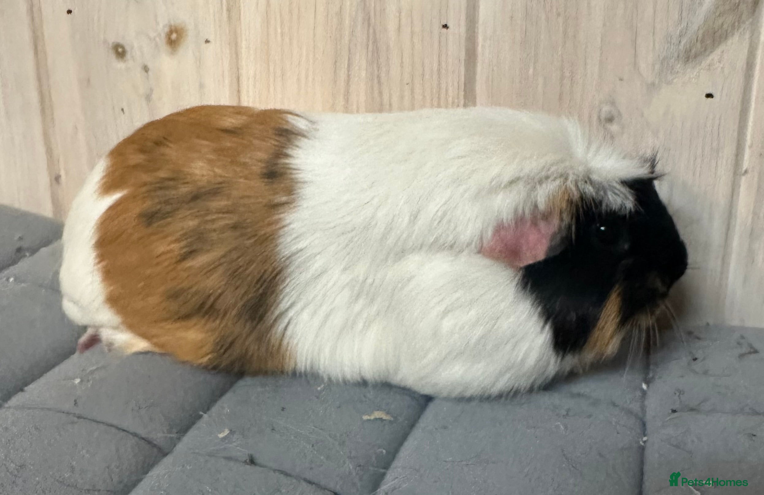 Guinea Pig rodents Six beautiful girls available  - Advert 1