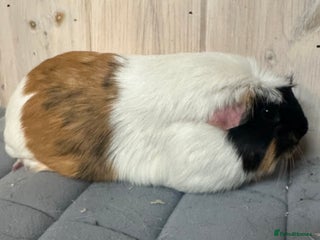 Guinea Pig rodents Six beautiful girls available - Advert 1
