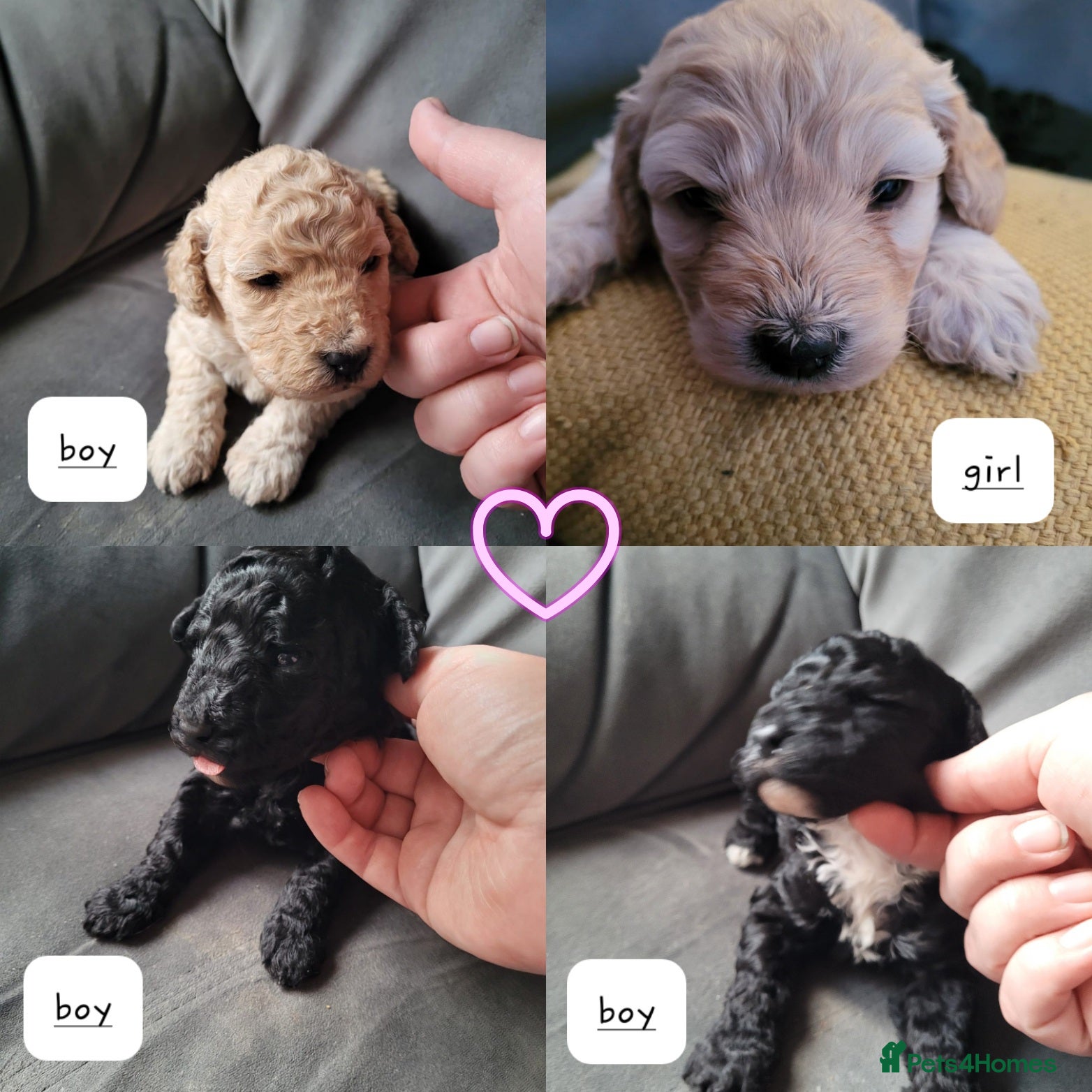 Cockapoo dogs Cockapoo puppies 💝  - Advert 10