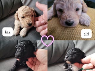 Cockapoo dogs Cockapoo puppies 💝 - Advert 10