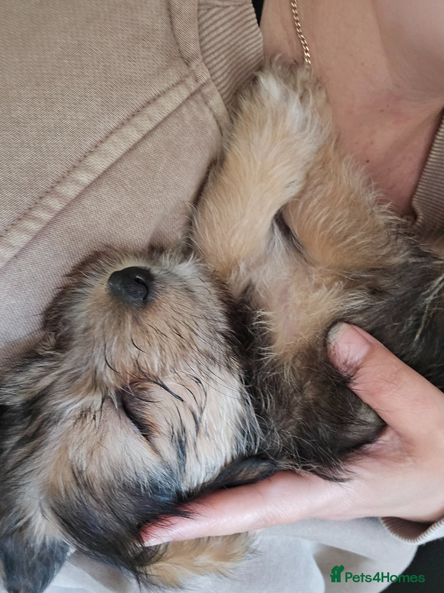 Yorkshire Terrier dogs Ready this weekend! Yorkshire Terrier Puppies - Advert 2
