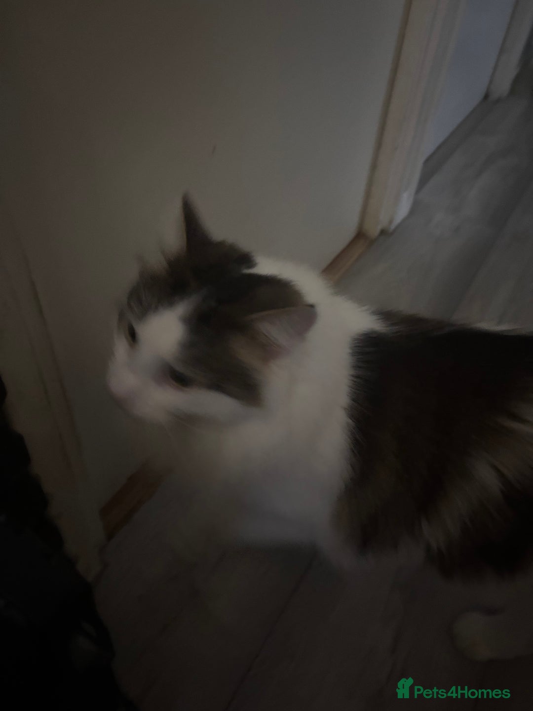 Mixed Breed cats for sale: 8 week old kitten needing loving home - Advert 3