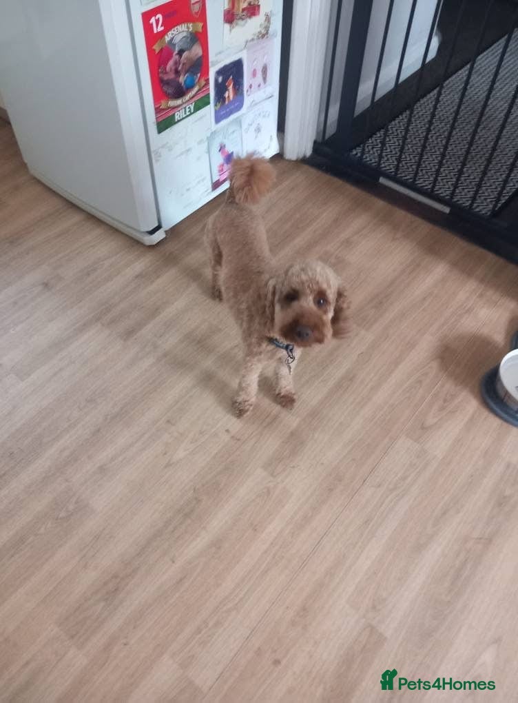 Mini Goldendoodle dogs Golden doddle small - Advert 14