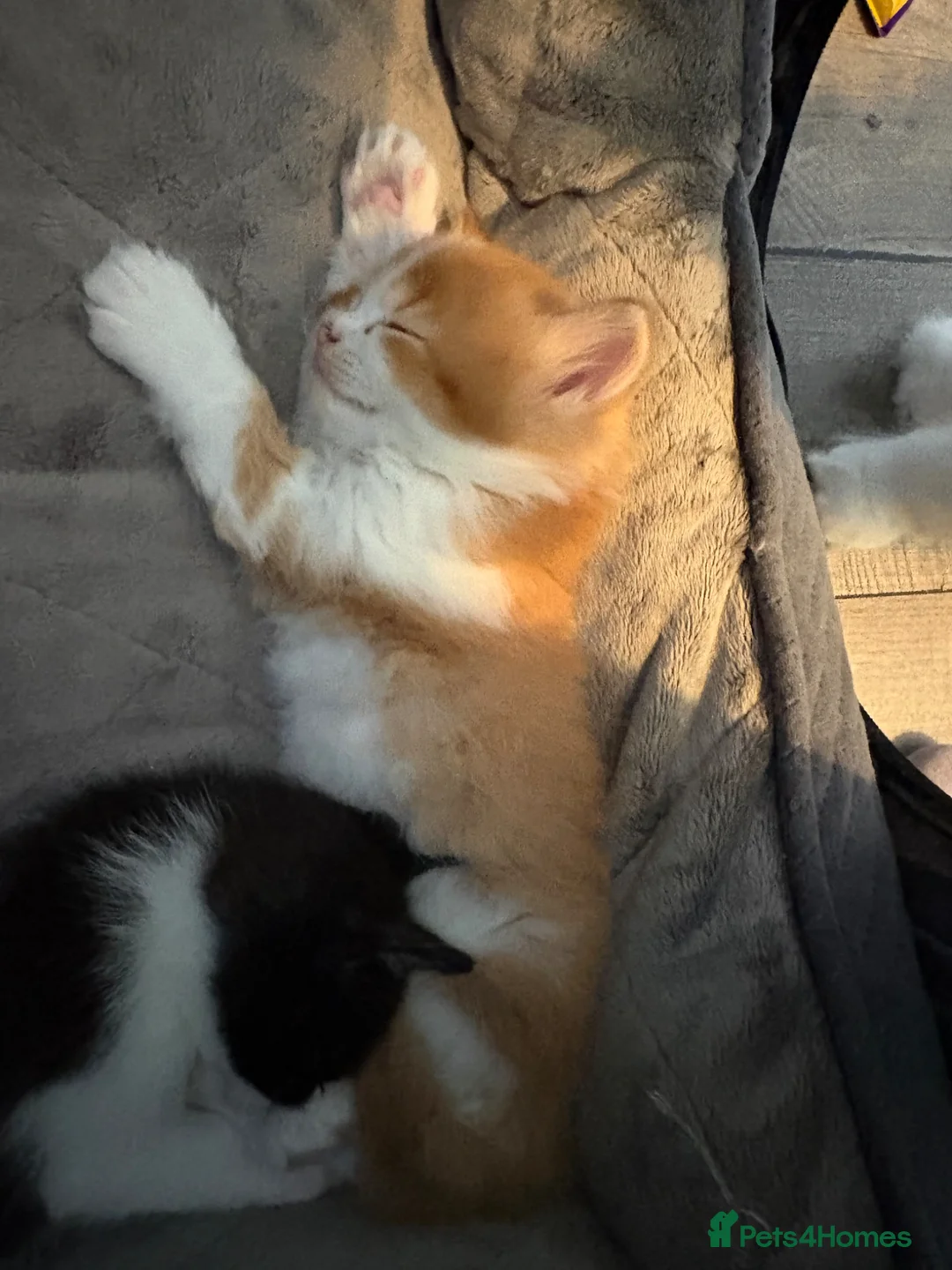 British Longhair cats for sale:  British long hair x in Dereham - Advert 2