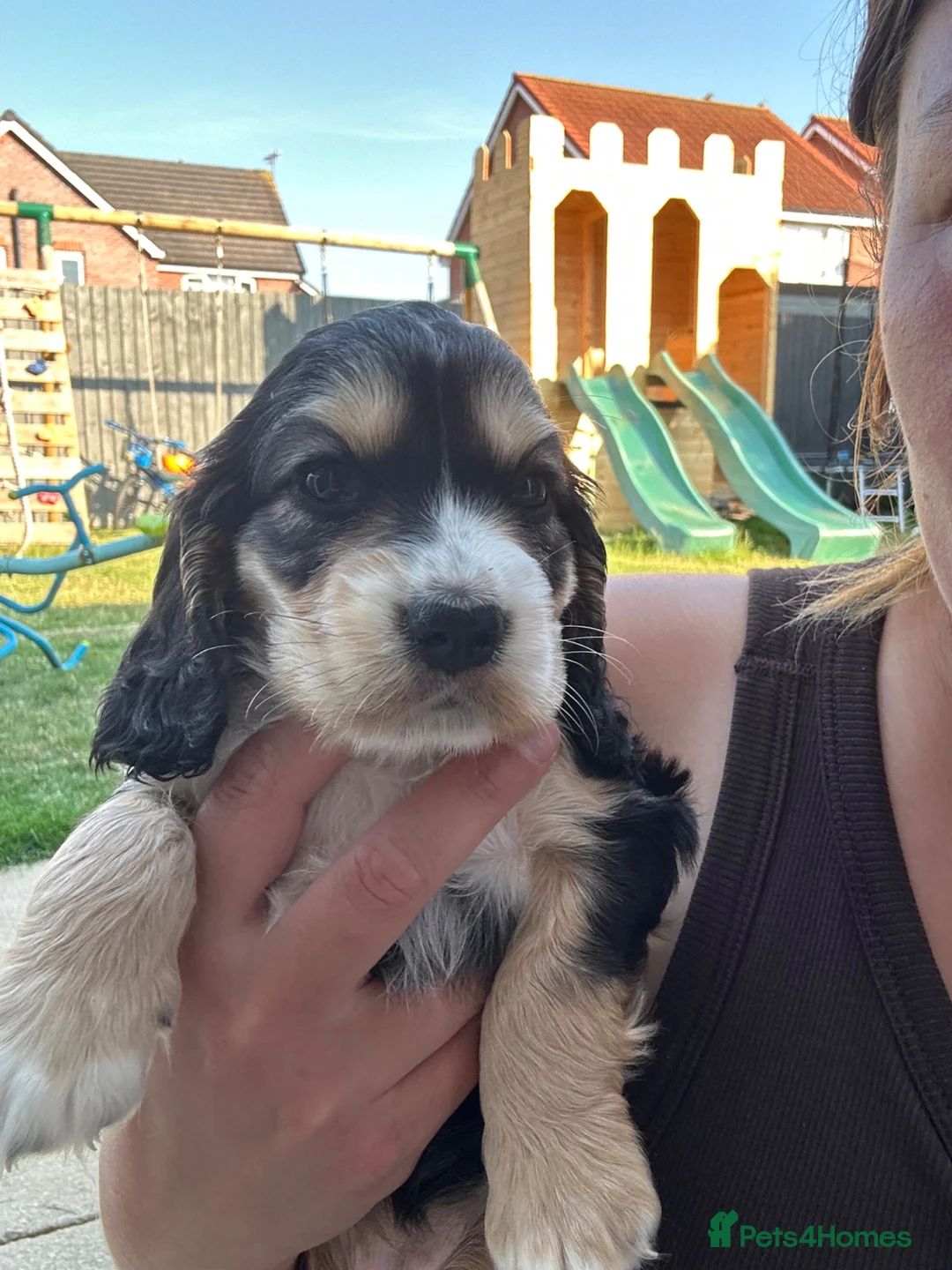 Cocker Spaniel dogs for sale: 🌟Rare Coloured Show-Type Cocker Spaniel Puppies🌟 - Advert 24