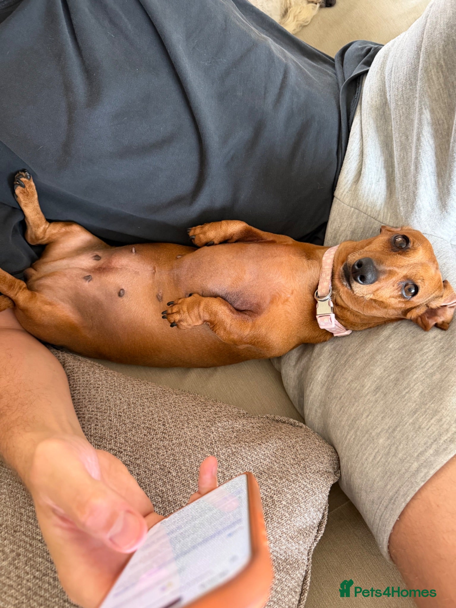Miniature Dachshund dogs 4 year old miniature dachshund  - Advert 6