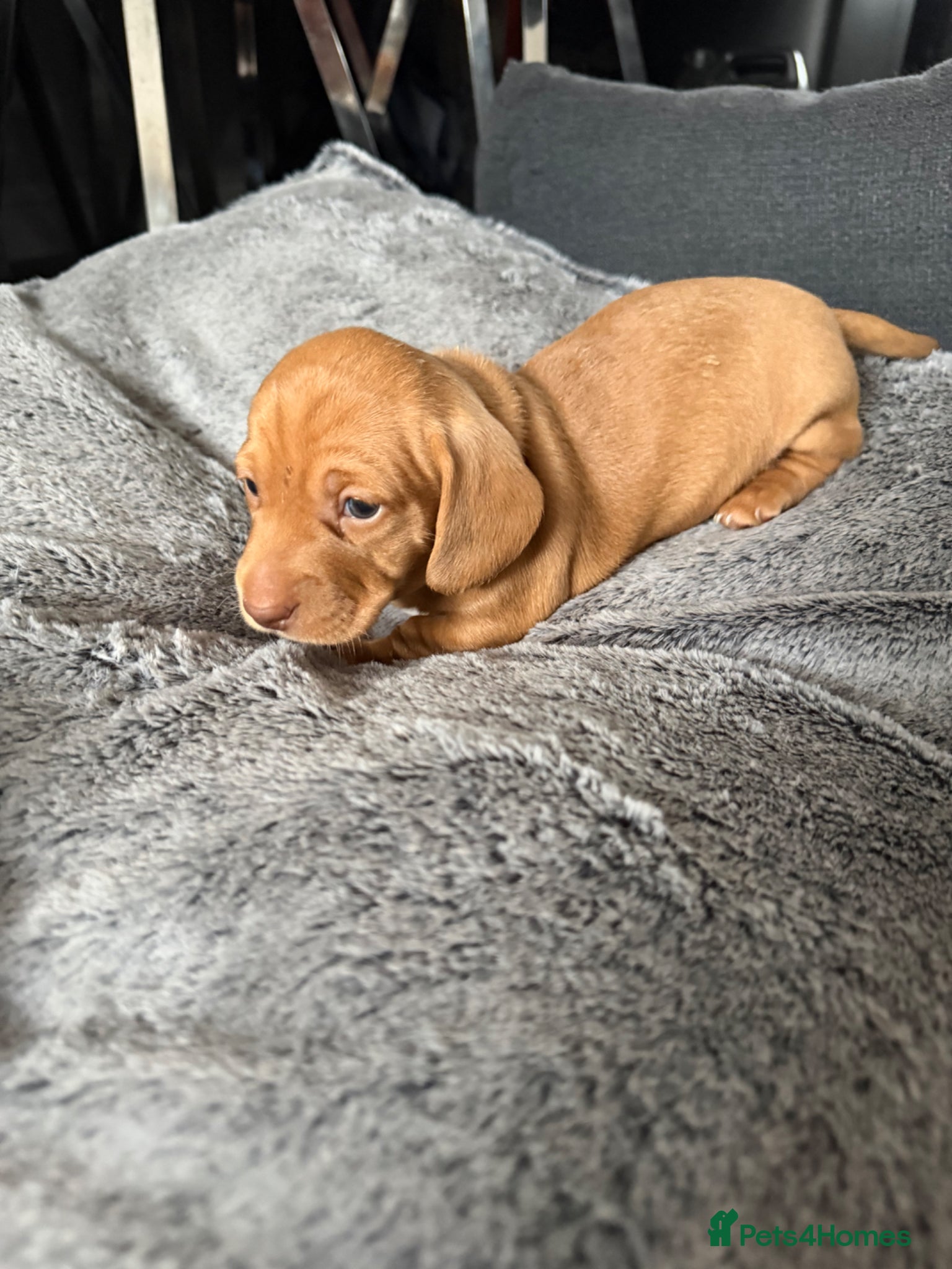 Miniature Dachshund dogs  Beautiful Dachshund Fawn Boy - Ready 14th June 🐾 - Advert 8