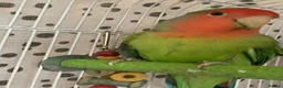 Lovebirds birds for sale: Beautiful baby lovebird - Advert 4