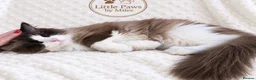 Ragdoll cats for stud: 🏆 GCCF & TICA Seal Bi-colour, Champion sired - Advert 5