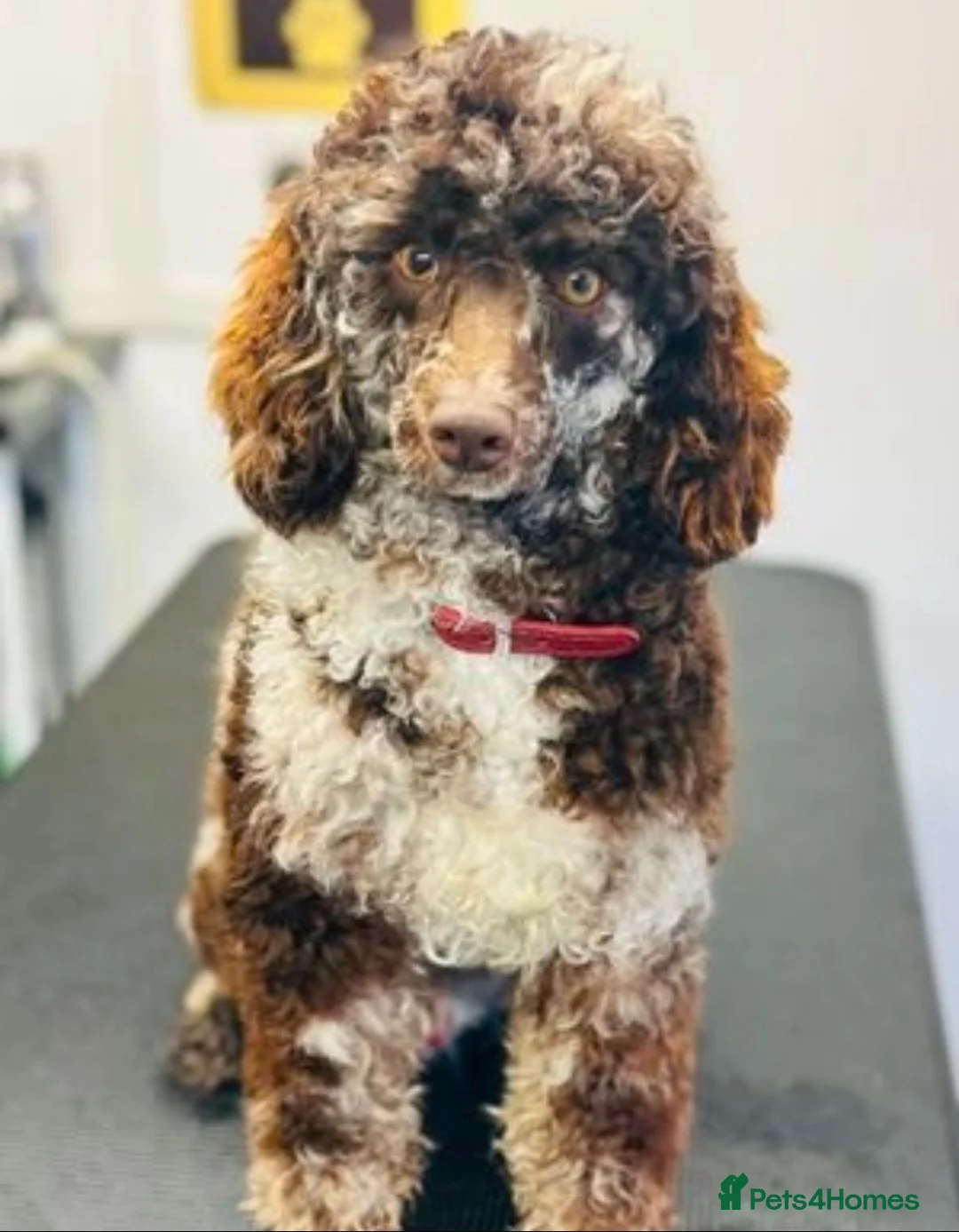 Cockapoo dogs for sale: Stunning cockapoo puppies - Advert 10