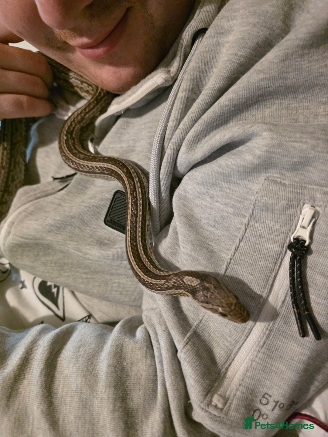 Corn Snake reptiles for sale: Tessera Corn Snake Looking for home  - Advert 6