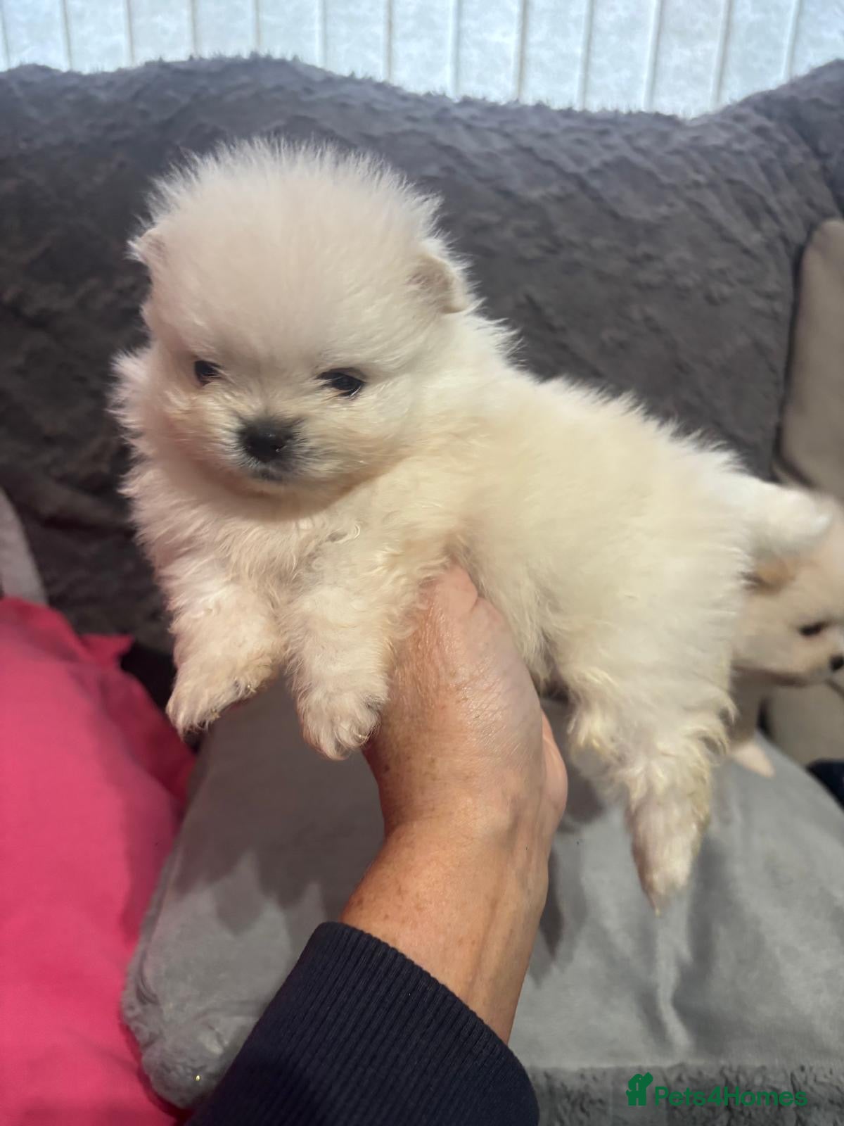 Pomeranian dogs Pomeranian puppies XS teddy face 🐶pure pedigree  - Advert 1