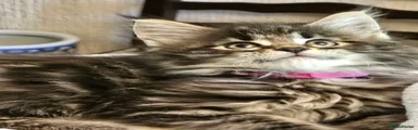 Maine Coon 7