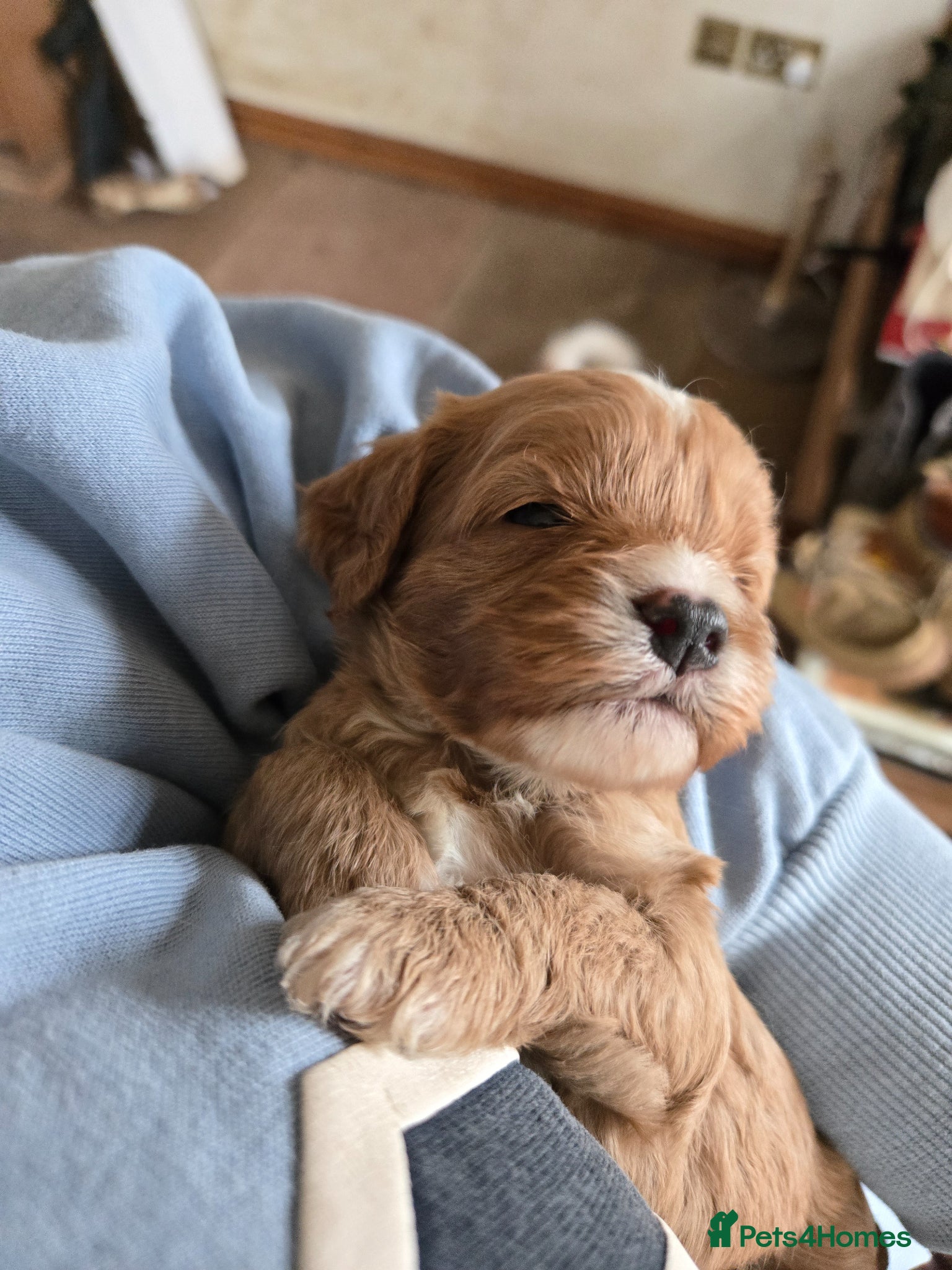 Cavapoo dogs F1 fully health tested cavapoo puppies!  - Advert 12