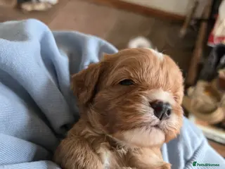 Cavapoo dogs F1 fully health tested cavapoo puppies! - Advert 15