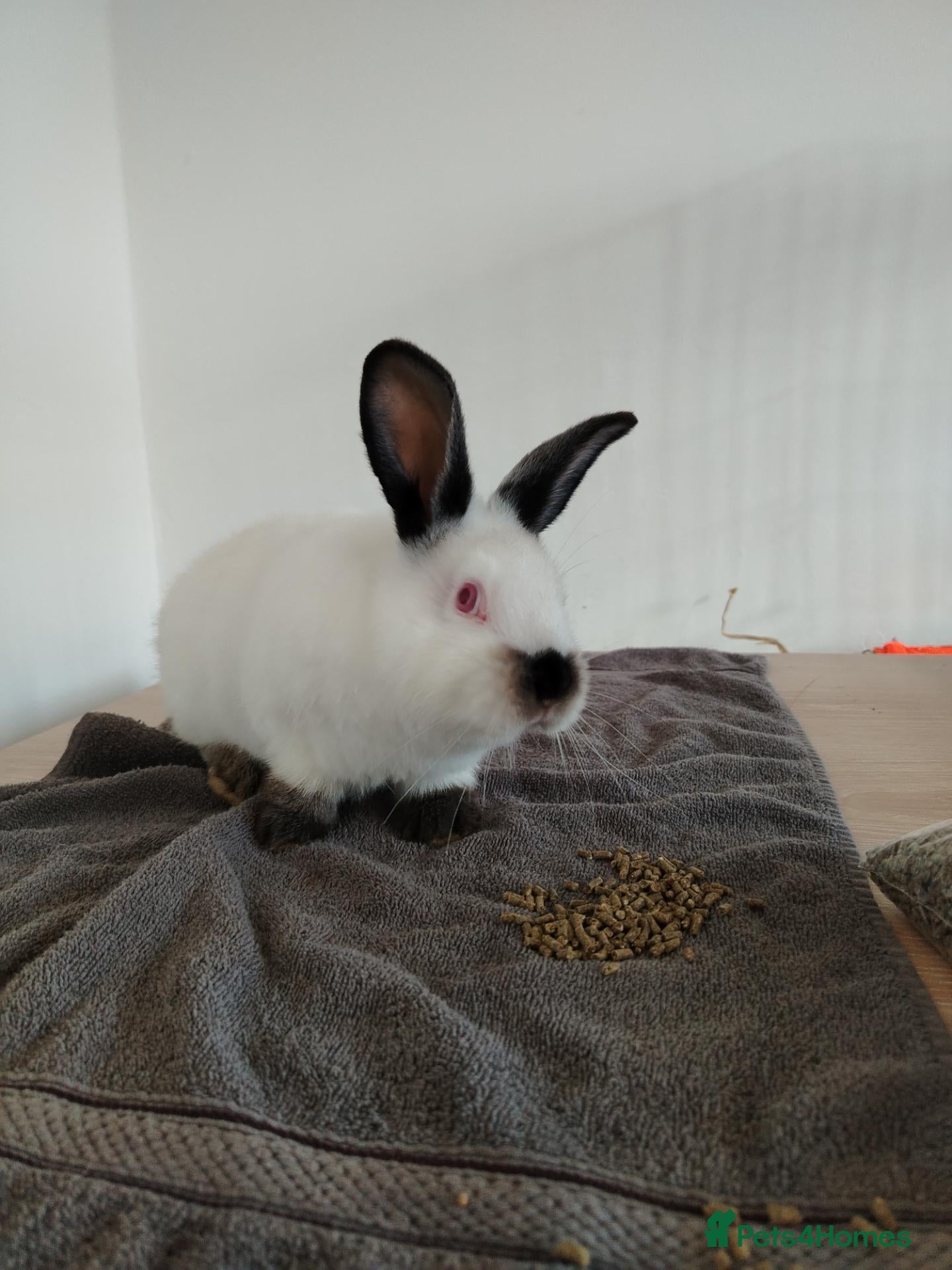 Californian rabbits for sale: Californian WHITE Rabbits  - Advert 2