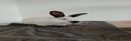 Californian rabbits for sale: Californian White Rabbits – Ready to Leave NOW - Advert 5