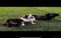 Cocker Spaniel dogs for sale: KC Working Cocker Spaniels available now - Image 19