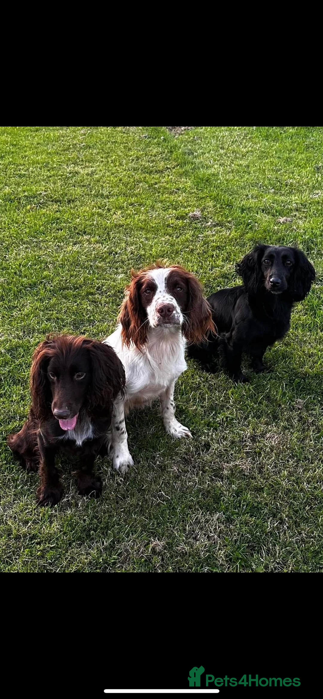 Cocker Spaniel dogs for sale: KC Working Cocker Spaniels available now - Image 19