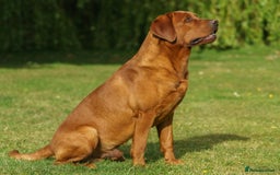 Labrador Retriever dogs for sale: FOX RED LABRADOR PUPPIES FOR SALE - Image 14