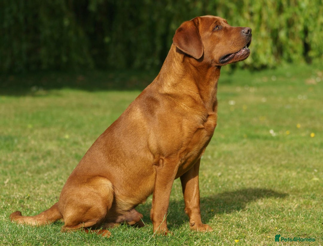 Labrador Retriever dogs for sale: FOX RED LABRADOR PUPPIES FOR SALE - Image 14