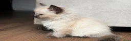 Ragdoll cats for sale: Ragdoll GCCF registered kittens - 9 weeks old - Advert 7