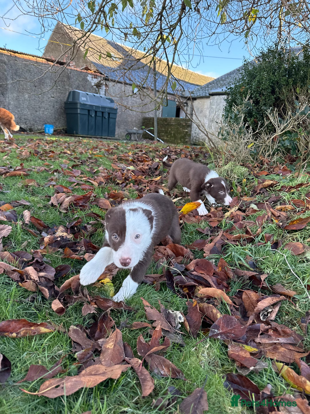 Border Collie dogs for sale: Red & White Border Collie Puppies - Advert 10