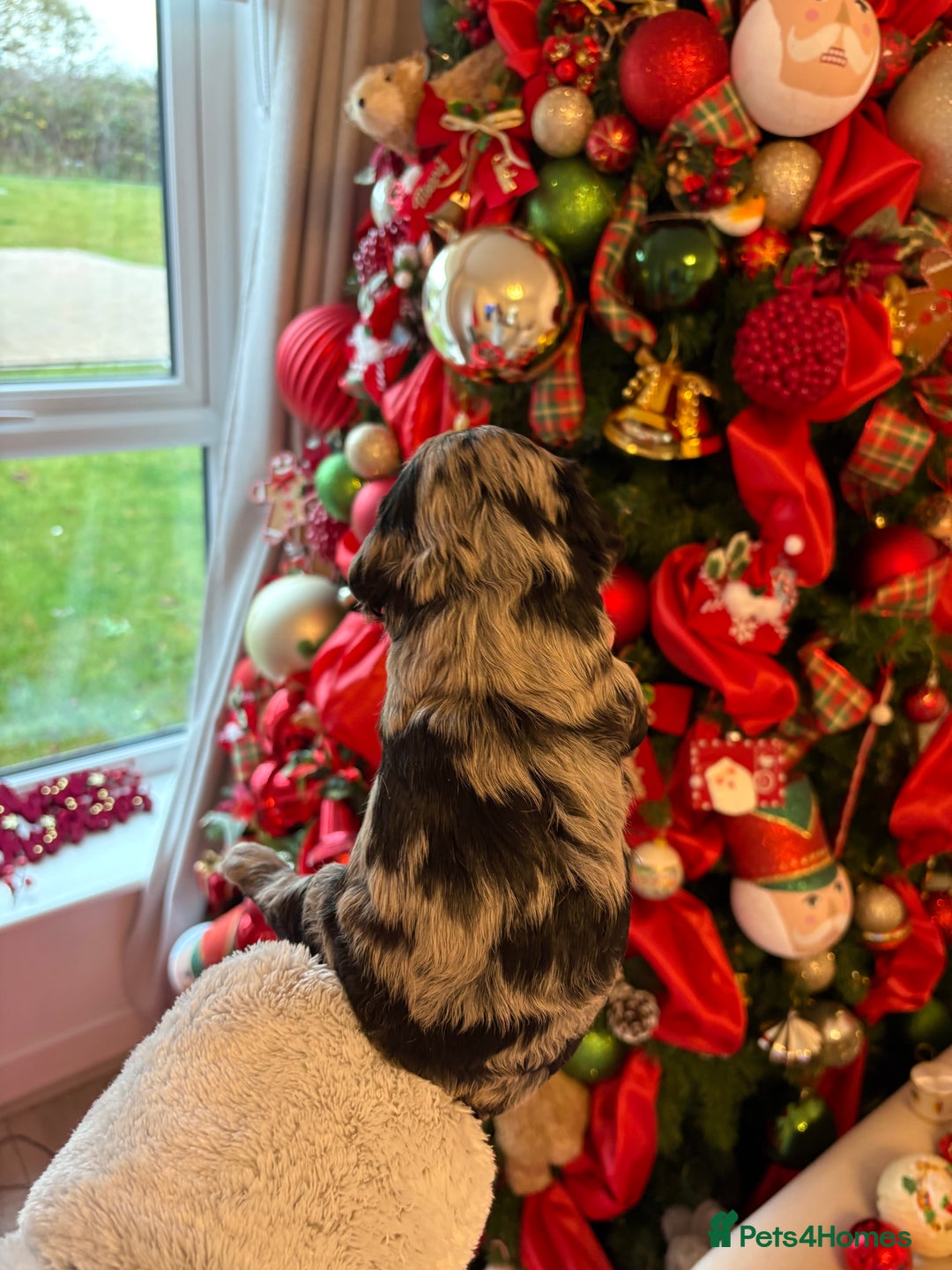 Cockapoo dogs for sale: Cockapoo litter  - Advert 19