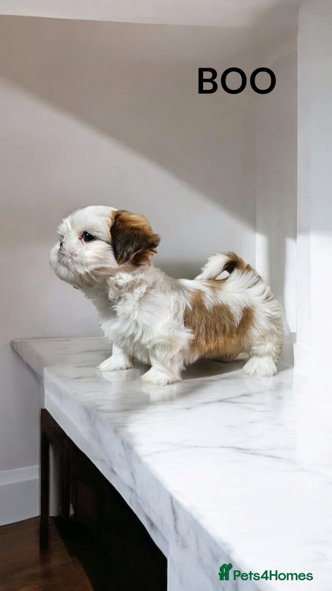 Shih Tzu dogs  💞 QUALITY STANDARD SHIH TZU COMING SOON💕 - Advert 17