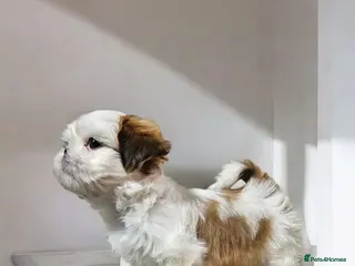 Shih Tzu dogs 💞 QUALITY STANDARD SHIH TZU COMING SOON💕 - Advert 2