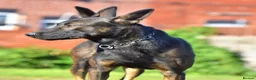 Mixed Breed dogs for sale: 🔥 PH1 BULLHERDERS BREEDING 🔥 - Advert 26