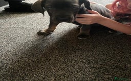 Cane Corso dogs for sale: 1 boy 2 girls remaining  - Image 4
