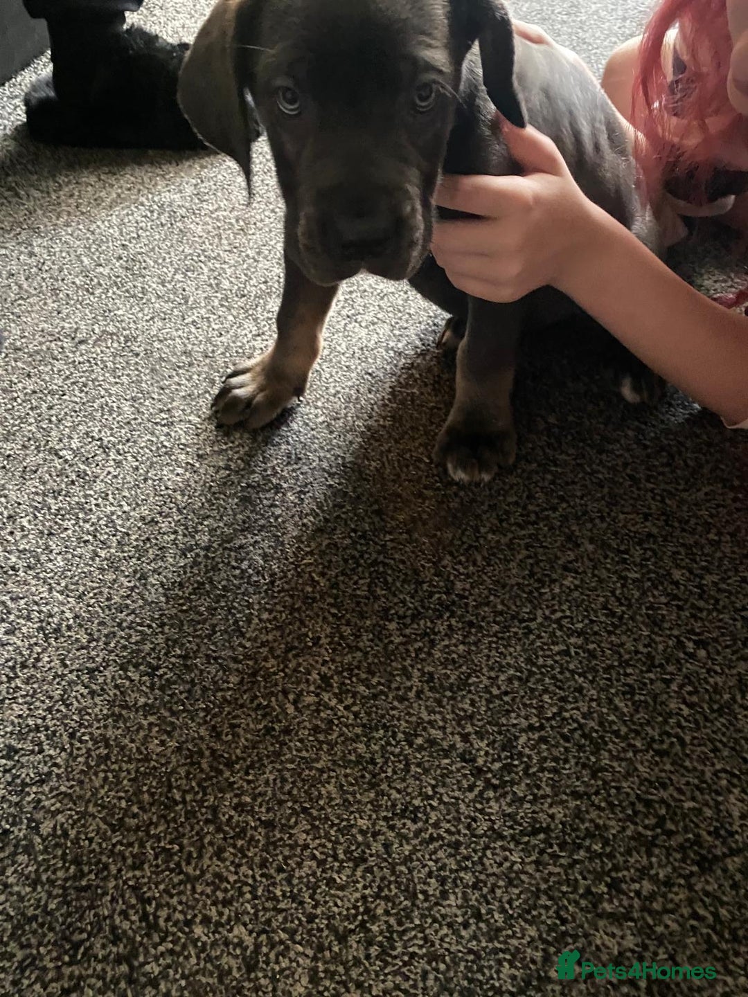 Cane Corso dogs for sale: 1 boy 2 girls remaining  - Image 4