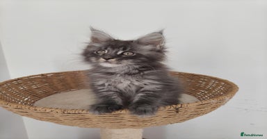 Maine Coon cats - Advert 12
