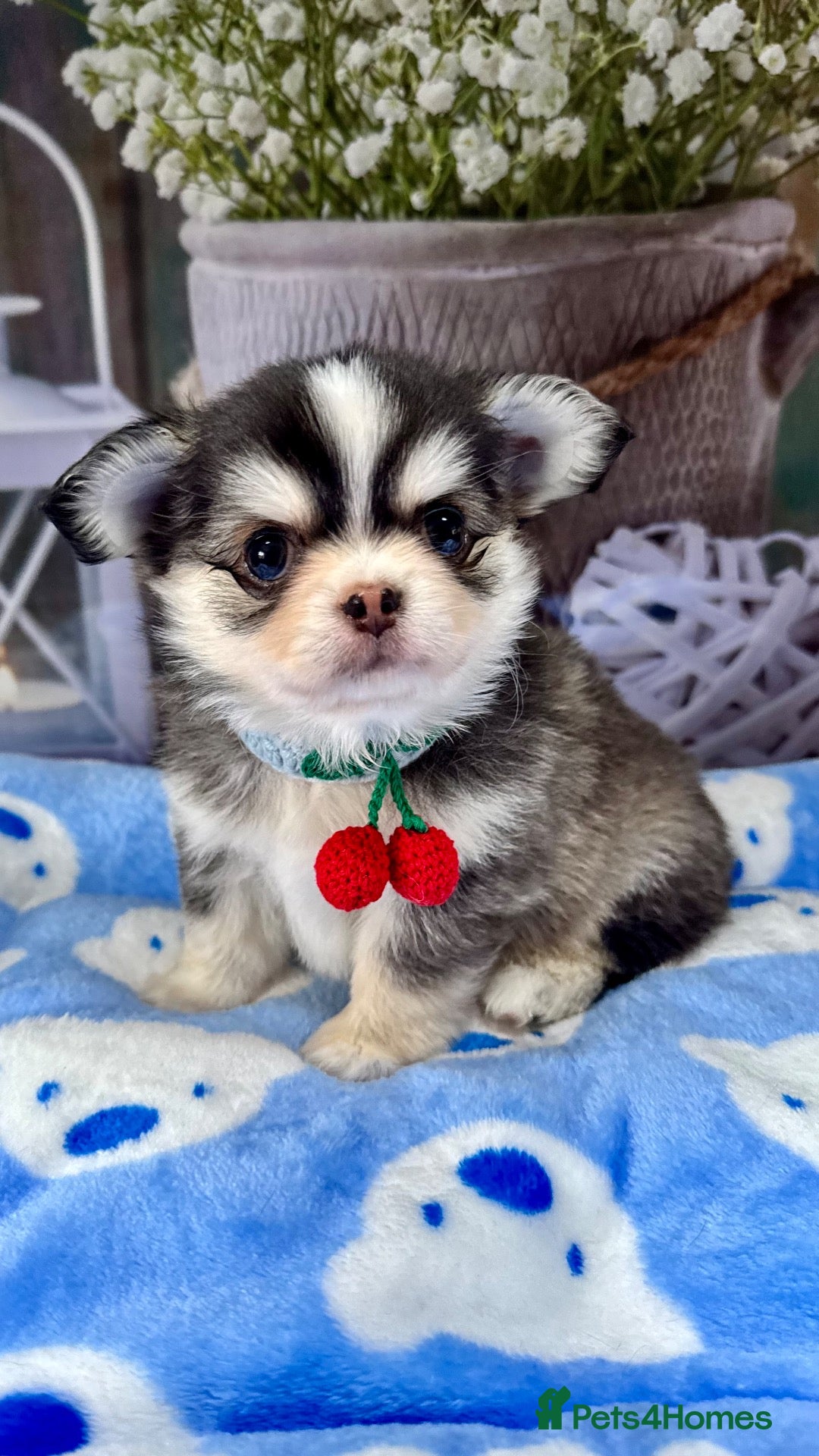Chihuahua dogs 🤎🐾🖤Exotic LC RKC Husky Marking Boys🖤🐾🤎 - Advert 2