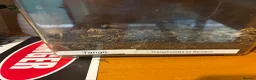 Mixed Breed reptiles for sale: Snakes spiders scorpions  in Macclesfield - Advert 11