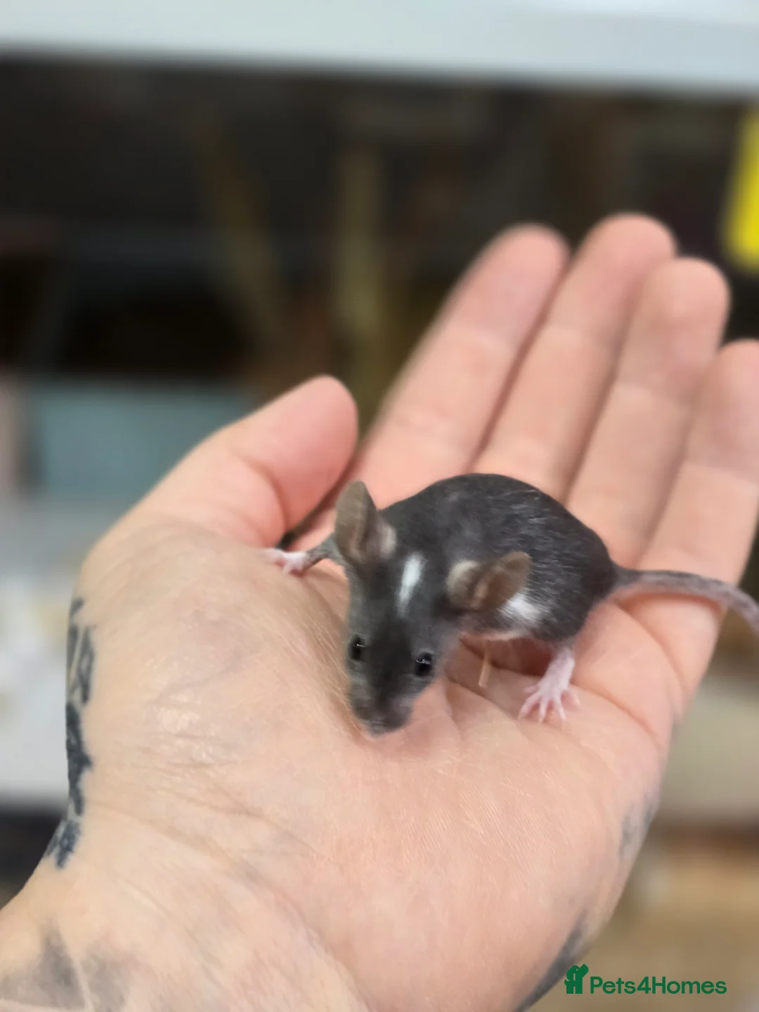 Mouse rodents for sale: Female mice available mixed colours  - Advert 8