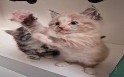 Persian cats for sale: ⭐️Beautiful Persian X Kittens⭐️ - Image 3